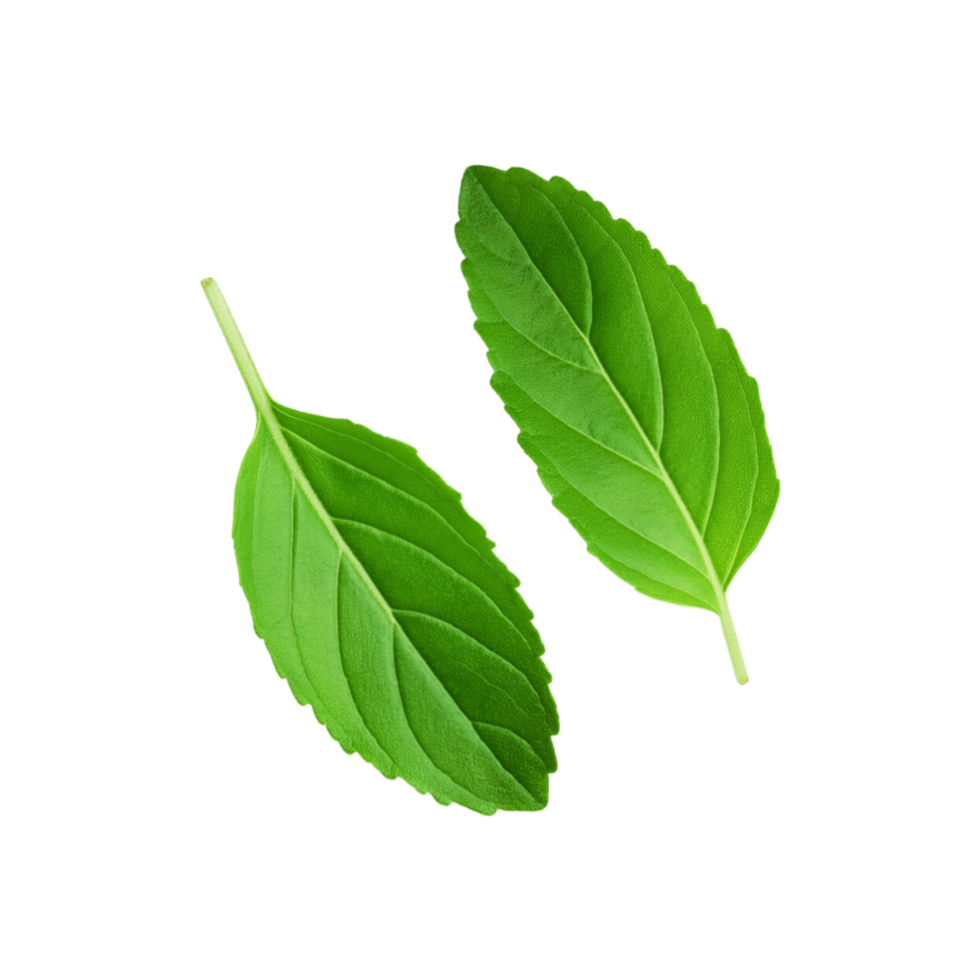 Green fresh tulsi leaf on transparent background png