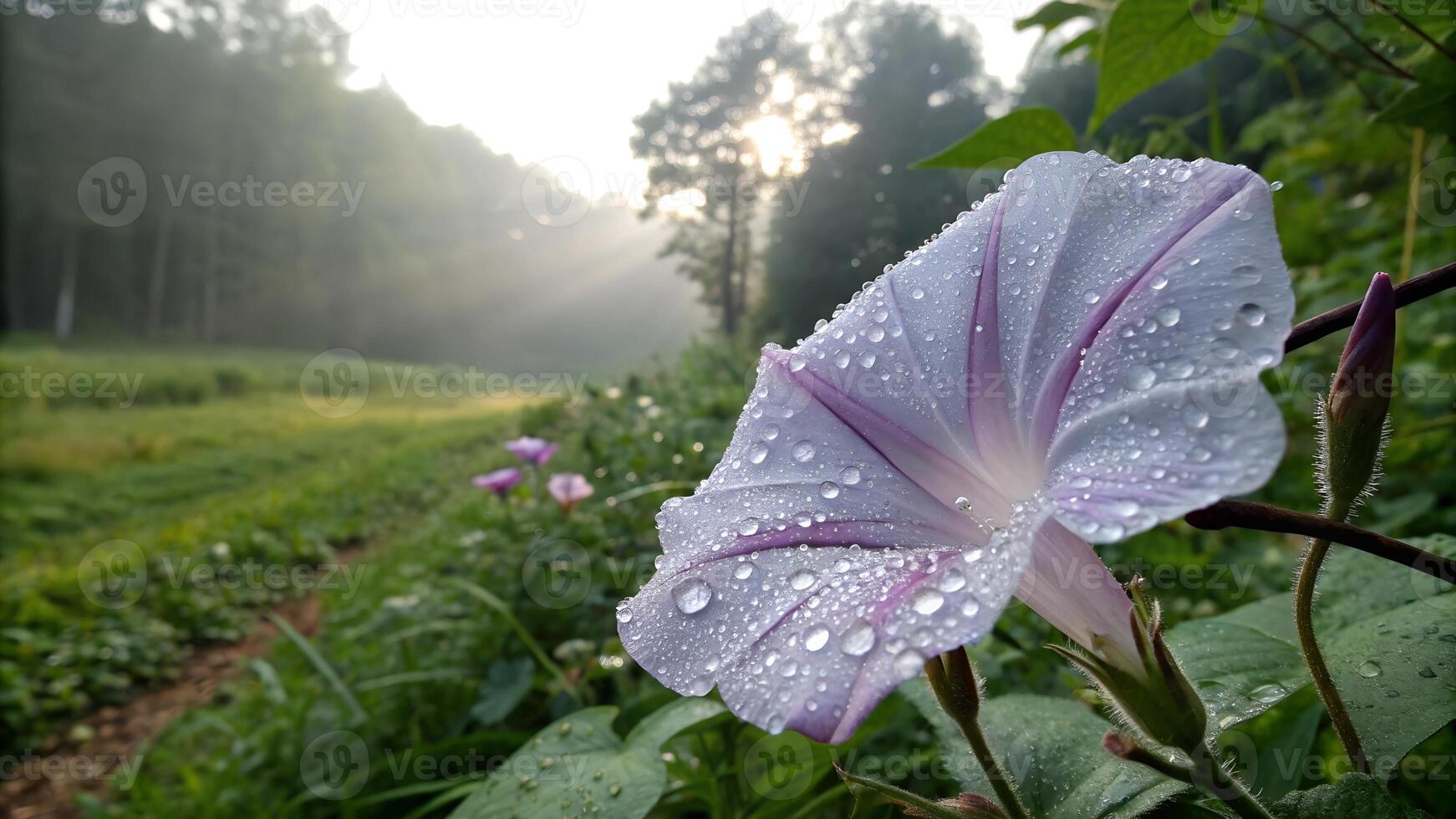 Close-up of a morning glory flower covered in dew, set in a misty forest clearing at sunrise, capturing nature's freshness and beauty. photo