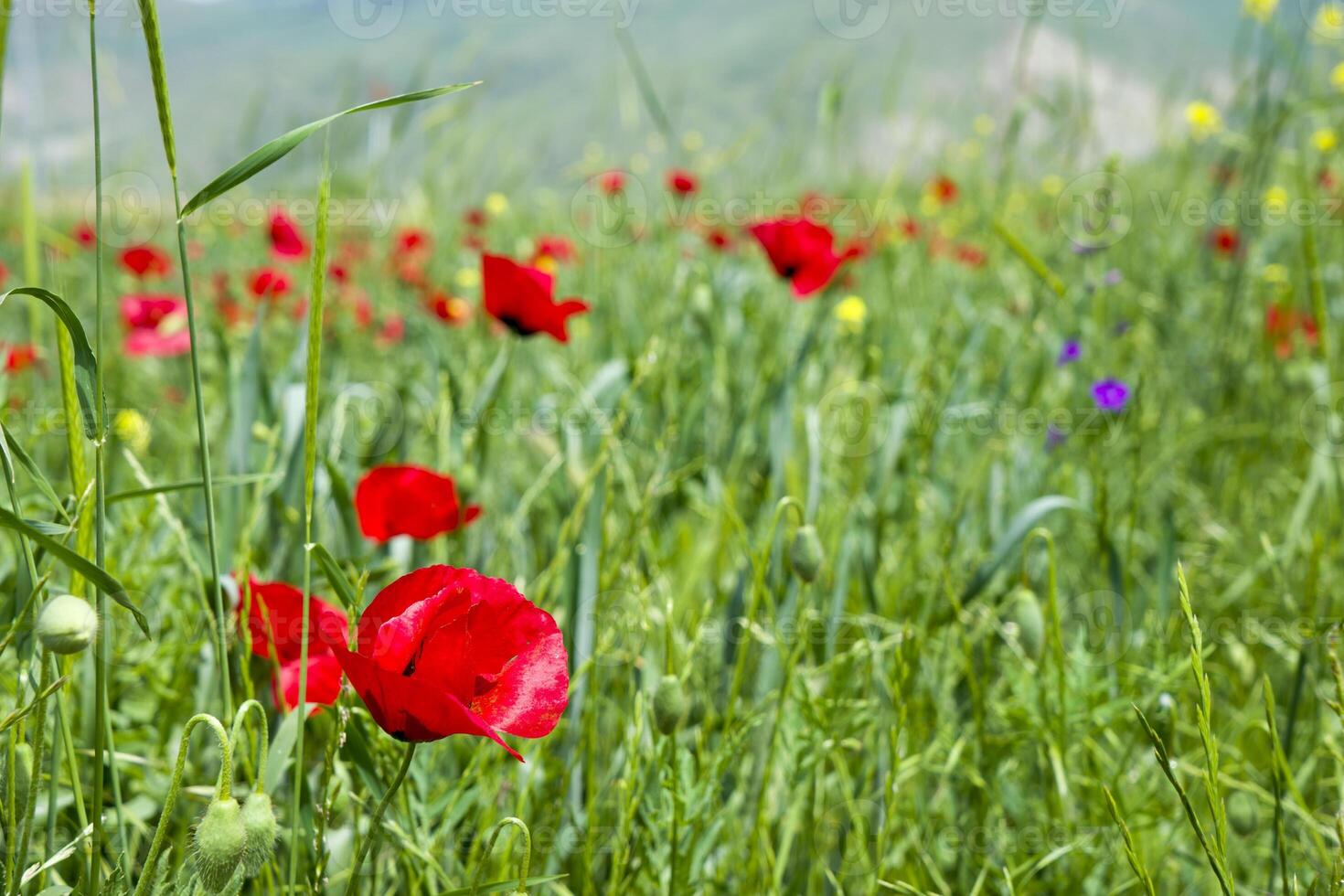 Red long-headed poppy field, blindeyes, Papaver dubium. Flower bloom in a natural environment. Blooming blossom photo