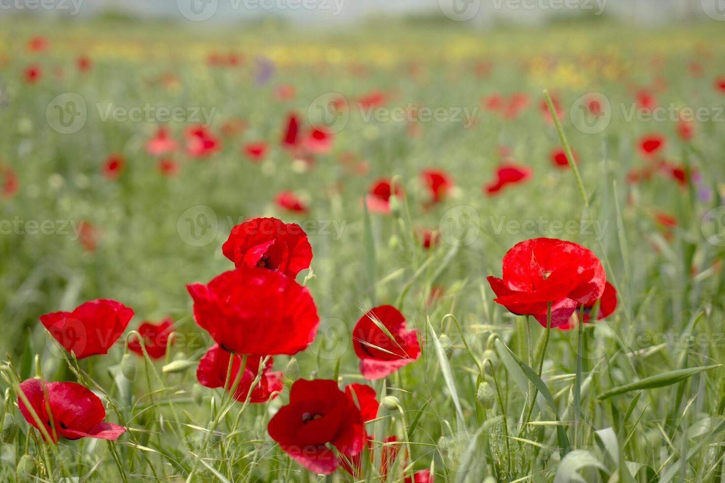 Red long-headed poppy field, blindeyes, Papaver dubium. Flower bloom in a natural environment. Blooming blossom photo
