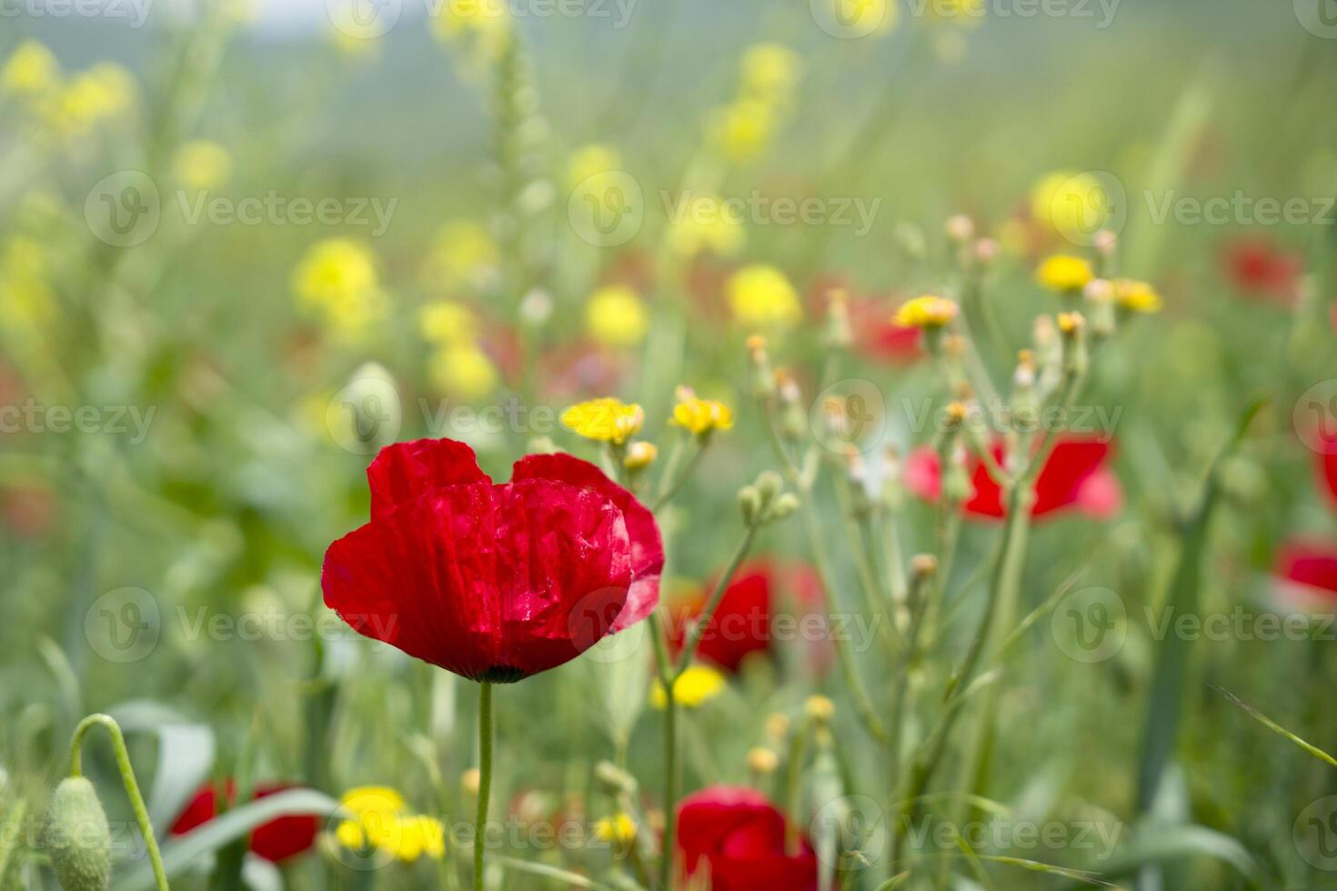 Red long-headed poppy field, blindeyes, Papaver dubium. Flower bloom in a natural environment. Blooming blossom photo