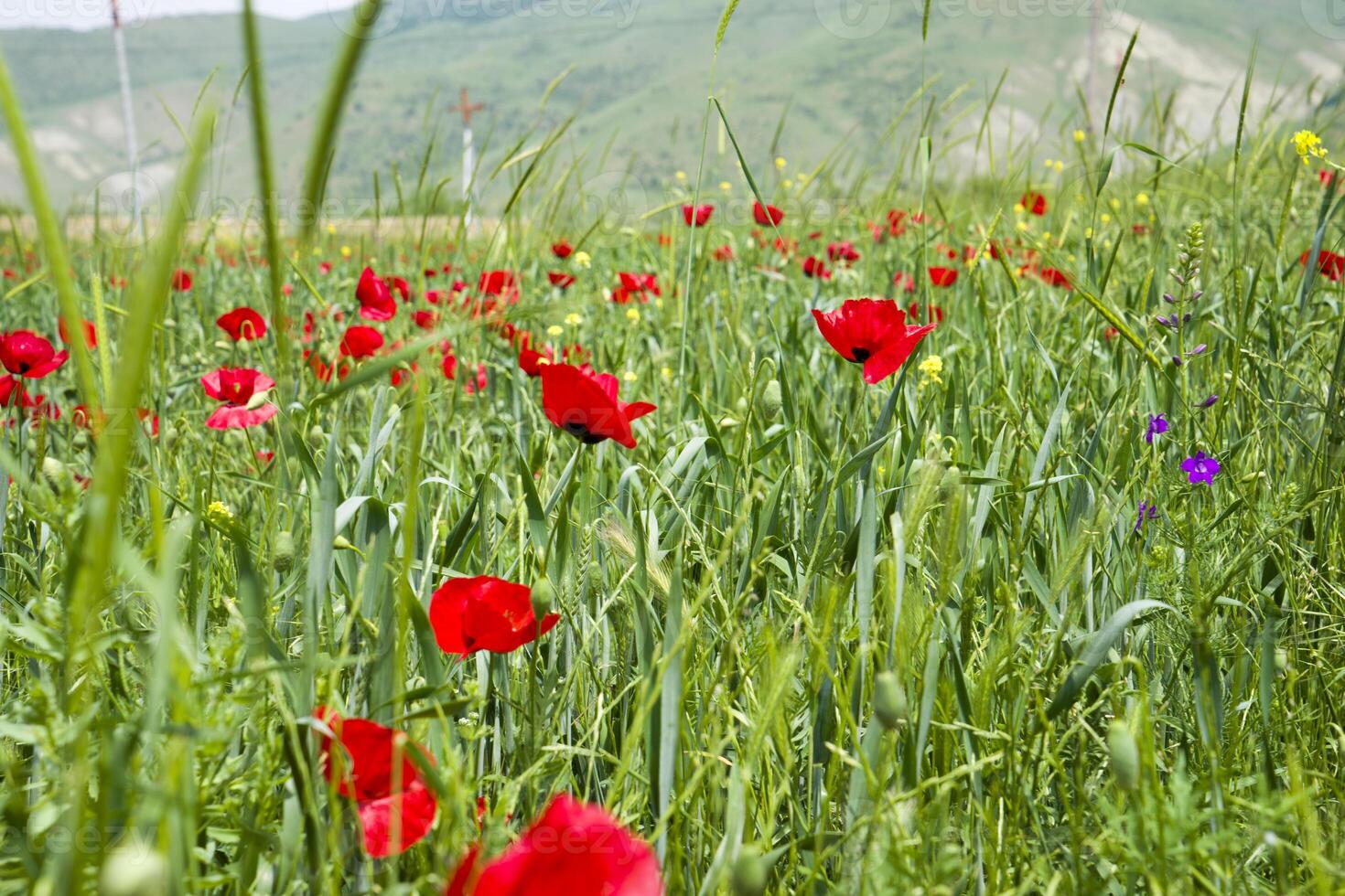Red long-headed poppy field, blindeyes, Papaver dubium. Flower bloom in a natural environment. Blooming blossom photo