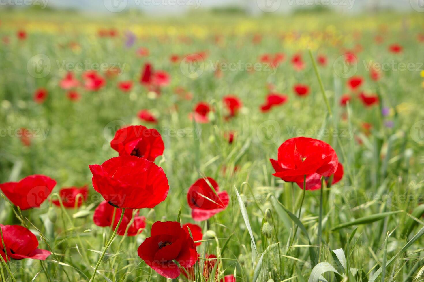 Red long-headed poppy field, blindeyes, Papaver dubium. Flower bloom in a natural environment. Blooming blossom photo