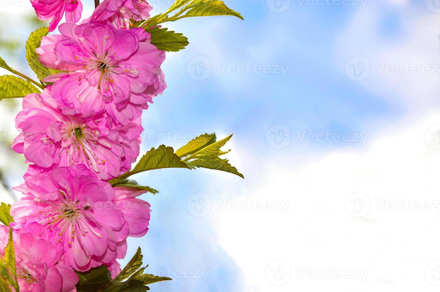 Spring background with branch of the Far Eastern cherry blossom growing in Russia. Copy space photo