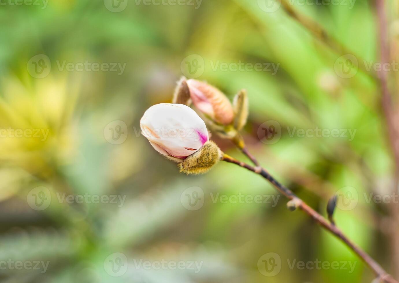 Lilac magnolia fresh flower with catkin on a spring day photo