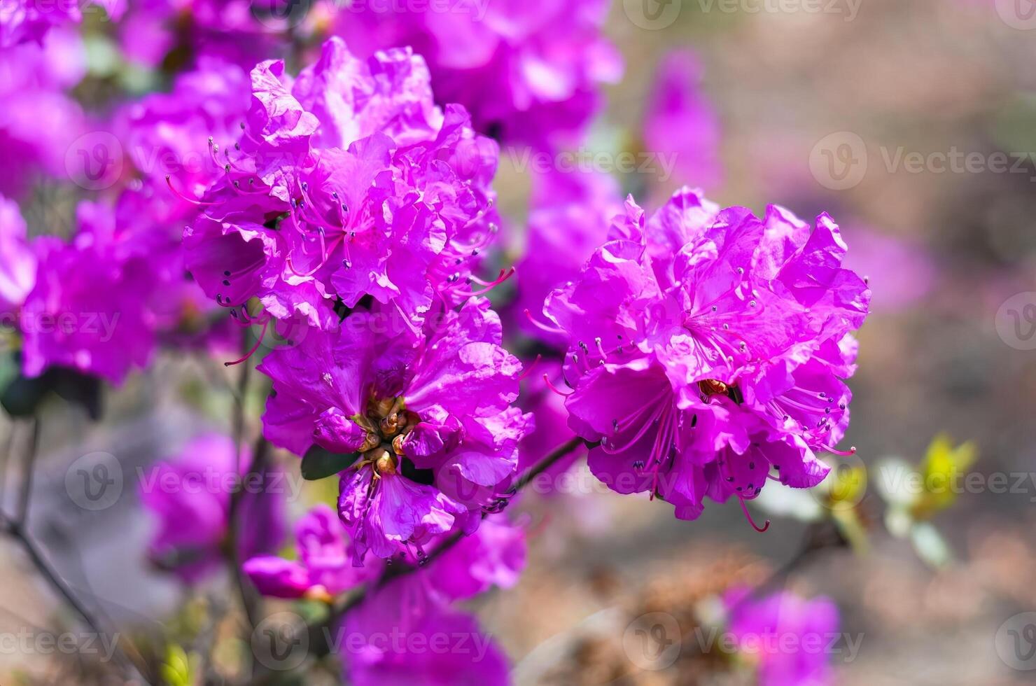 Rhododendron mucronulatum growing in Far East of Russia in spring photo