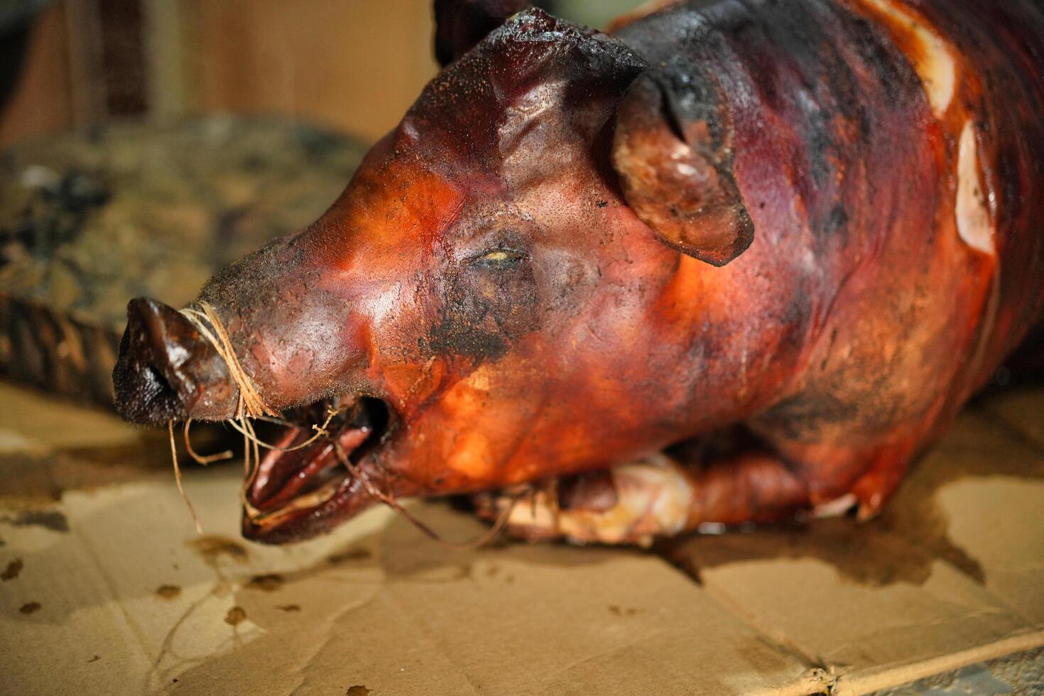 a pig head on a cardboard box photo