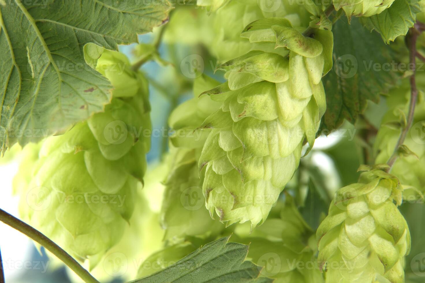 Green hops on the vine showing detailed texture and vibrant color photo