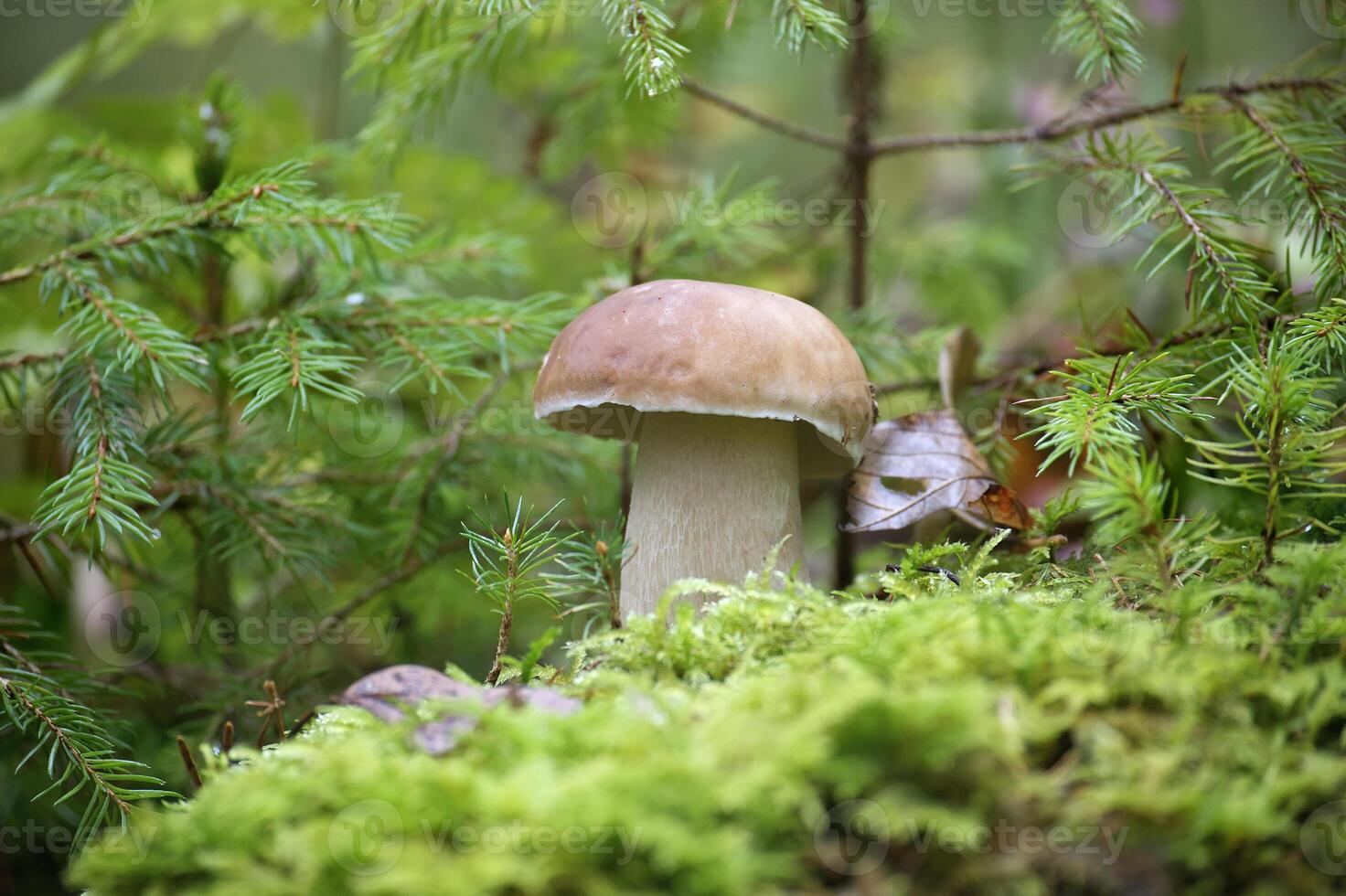 Close-Up of Boletus edulis Mushroom in Lush Forest Setting photo