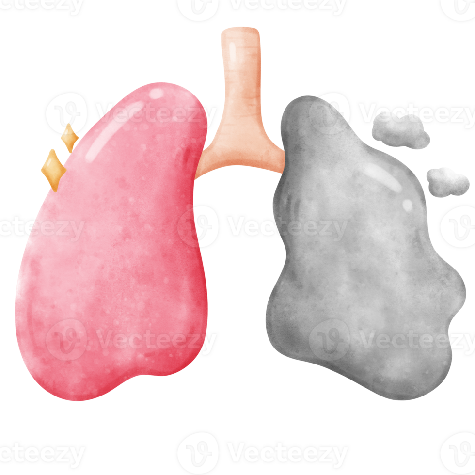 Cigarette lung and healthy lung png