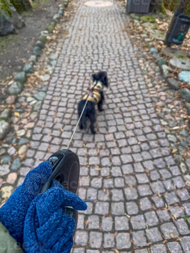 Dog on a leash walks along a cobblestone path. High quality photo