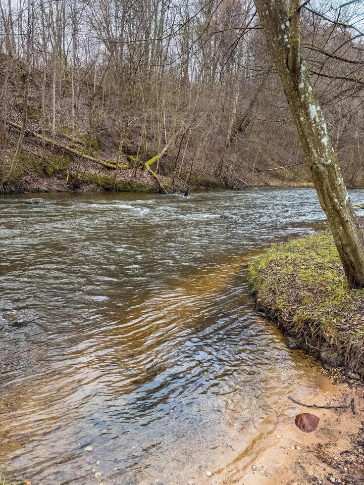 River flows swiftly through a bare winter landscape. High quality photo