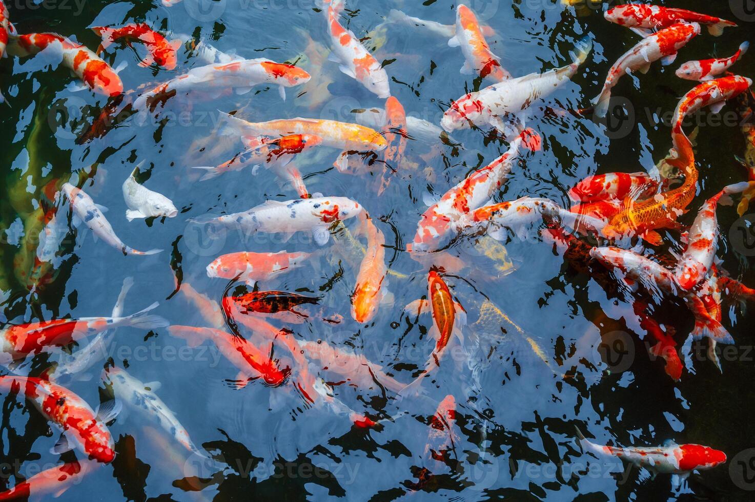 Colorful fancy carps or koi fishes swimming in a pond. Beautiful color japanese koi fish. Koi carp fish photo