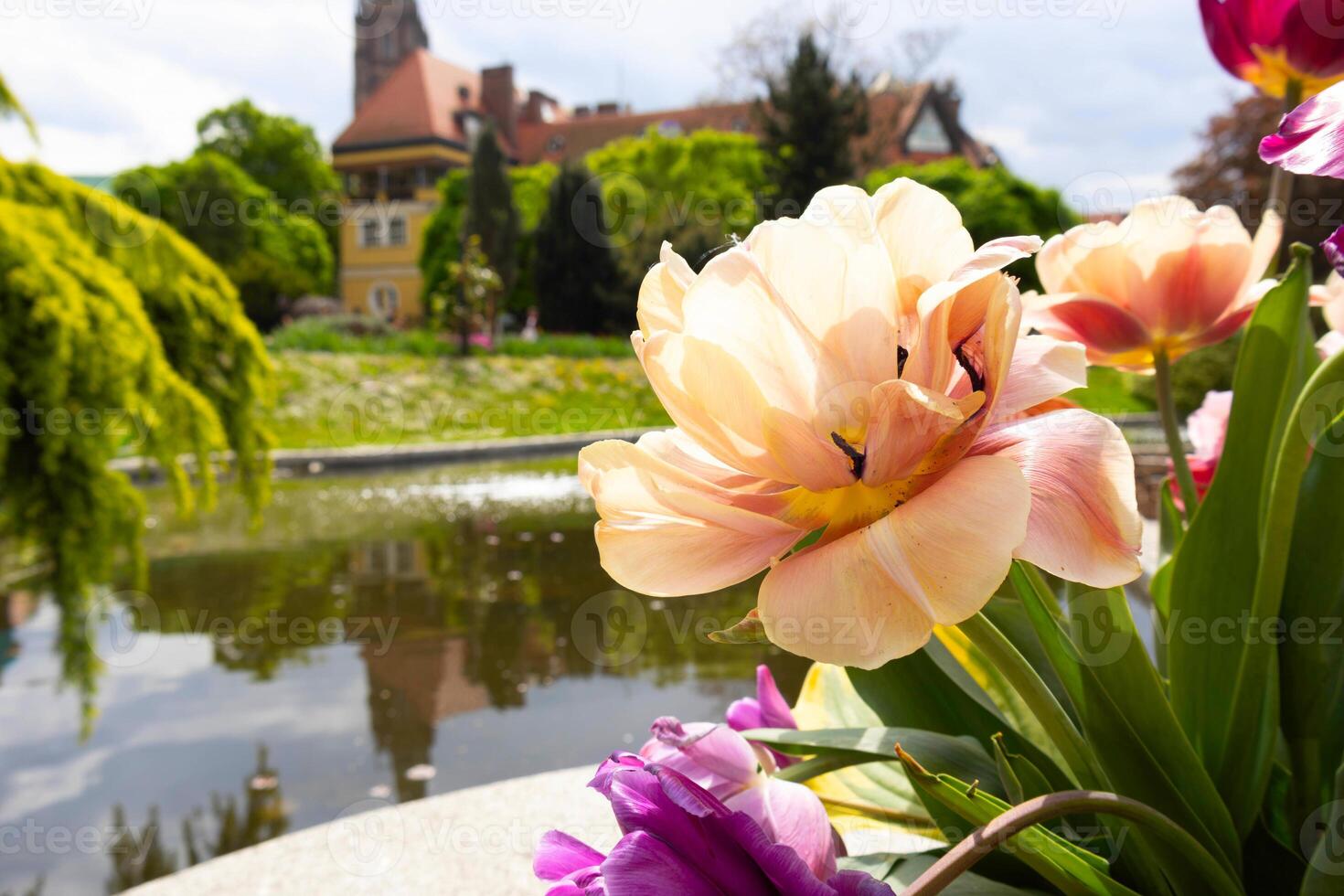 Peach tulip close-up with pond in background photo