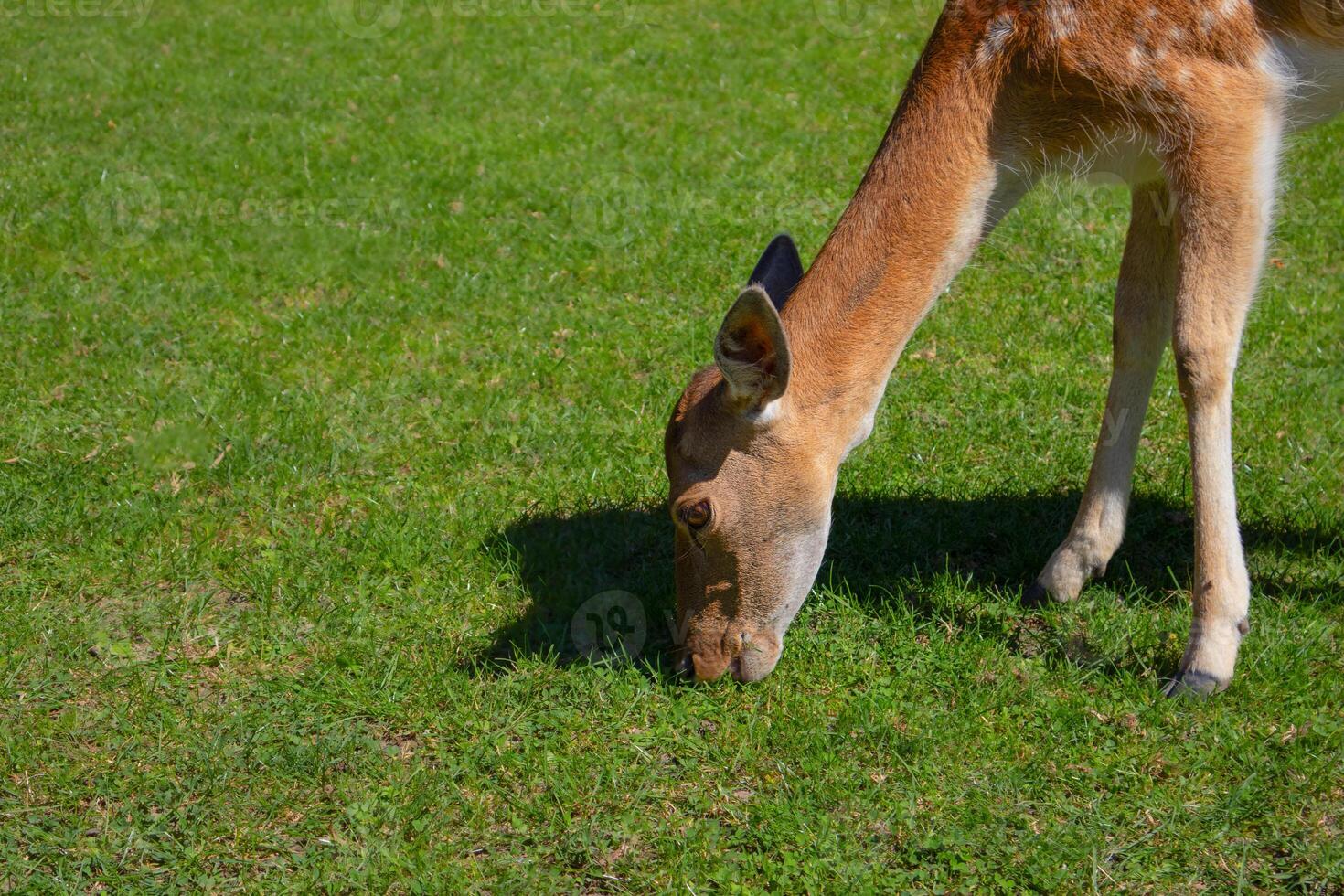 Deer grazing on lush green grass in a tranquil park during a sunny day photo