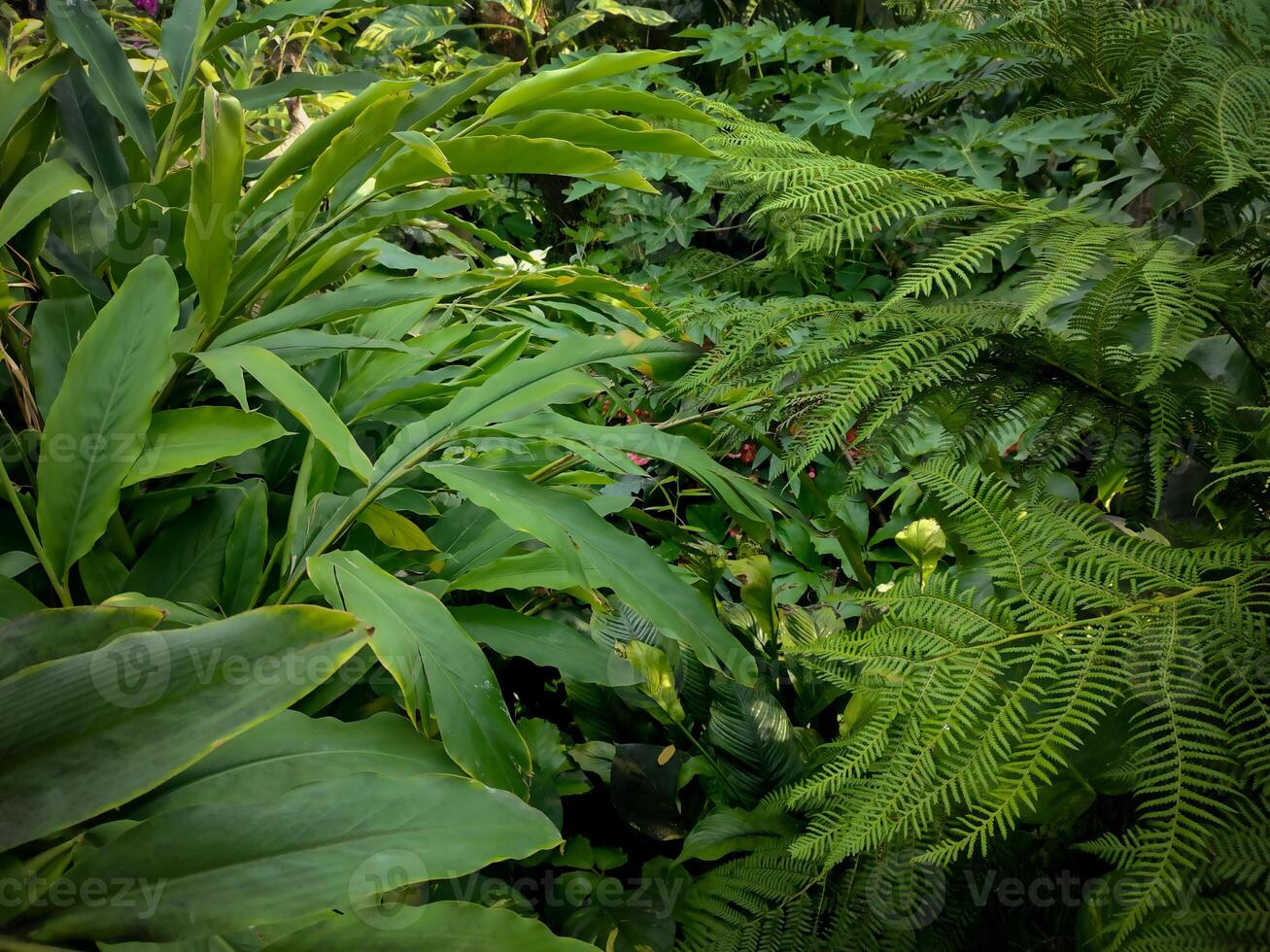 Lush green foliage in a tropical jungle during the daytime, natural background photo