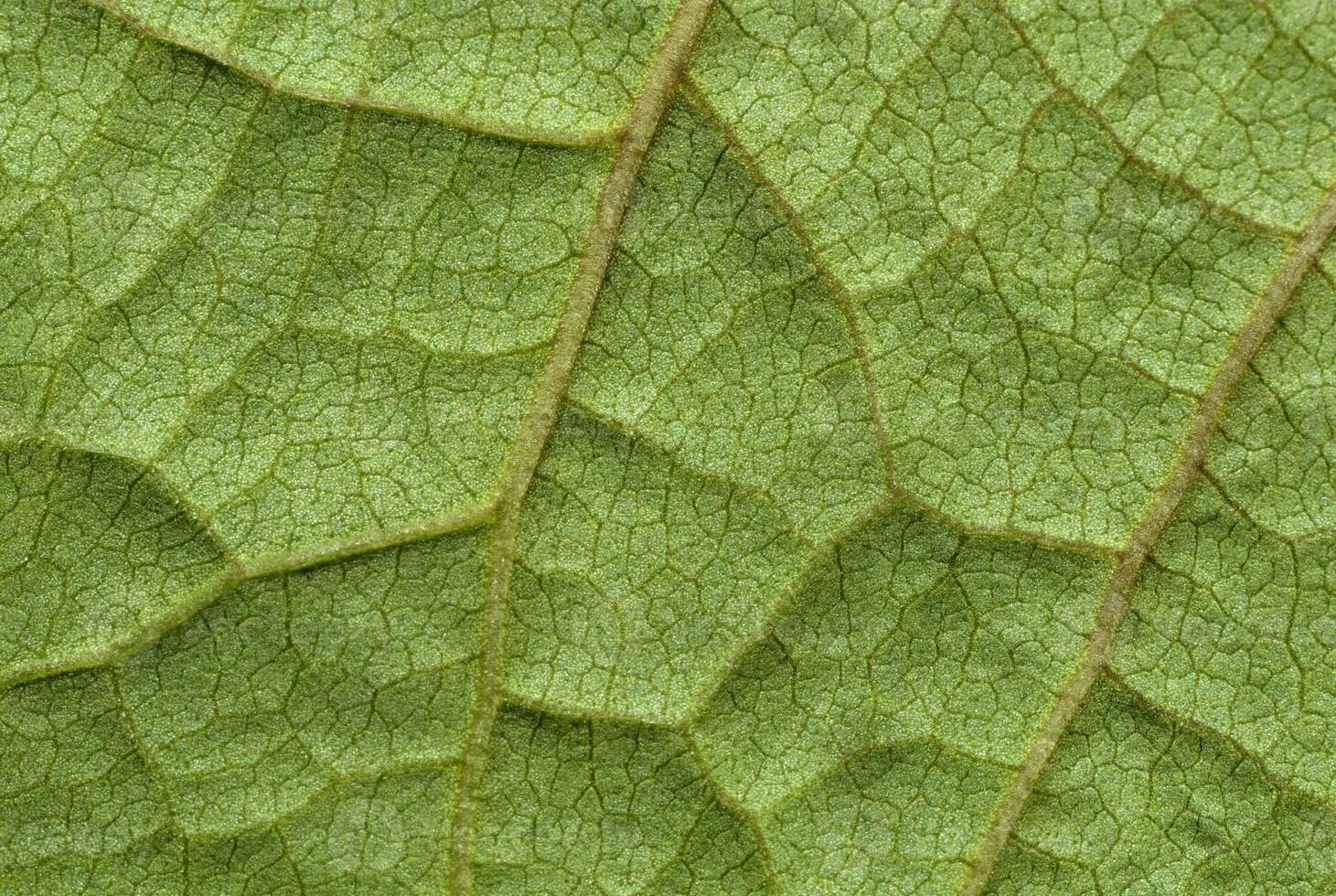 Natural green vein leaf pattern close up photo