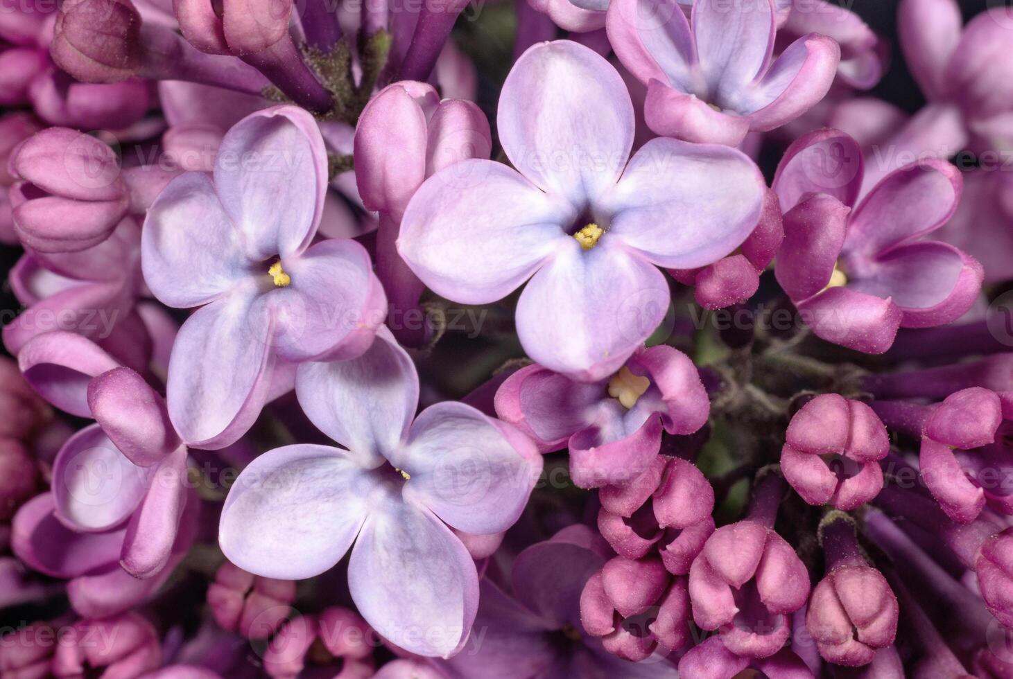 Purple lilac flowers. Flowers and Plants photo