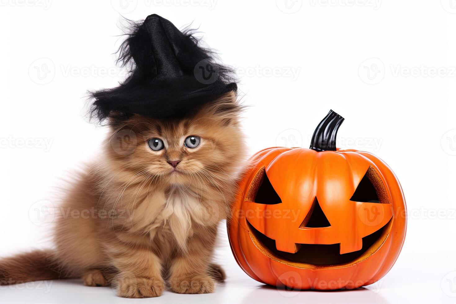 halloween ginger kitten photo