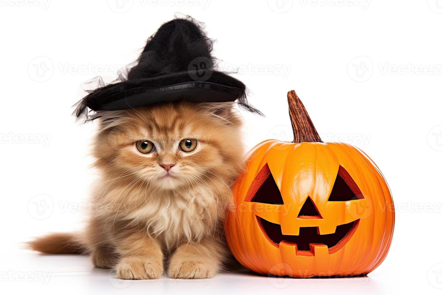 halloween ginger kitten and pumpkin photo