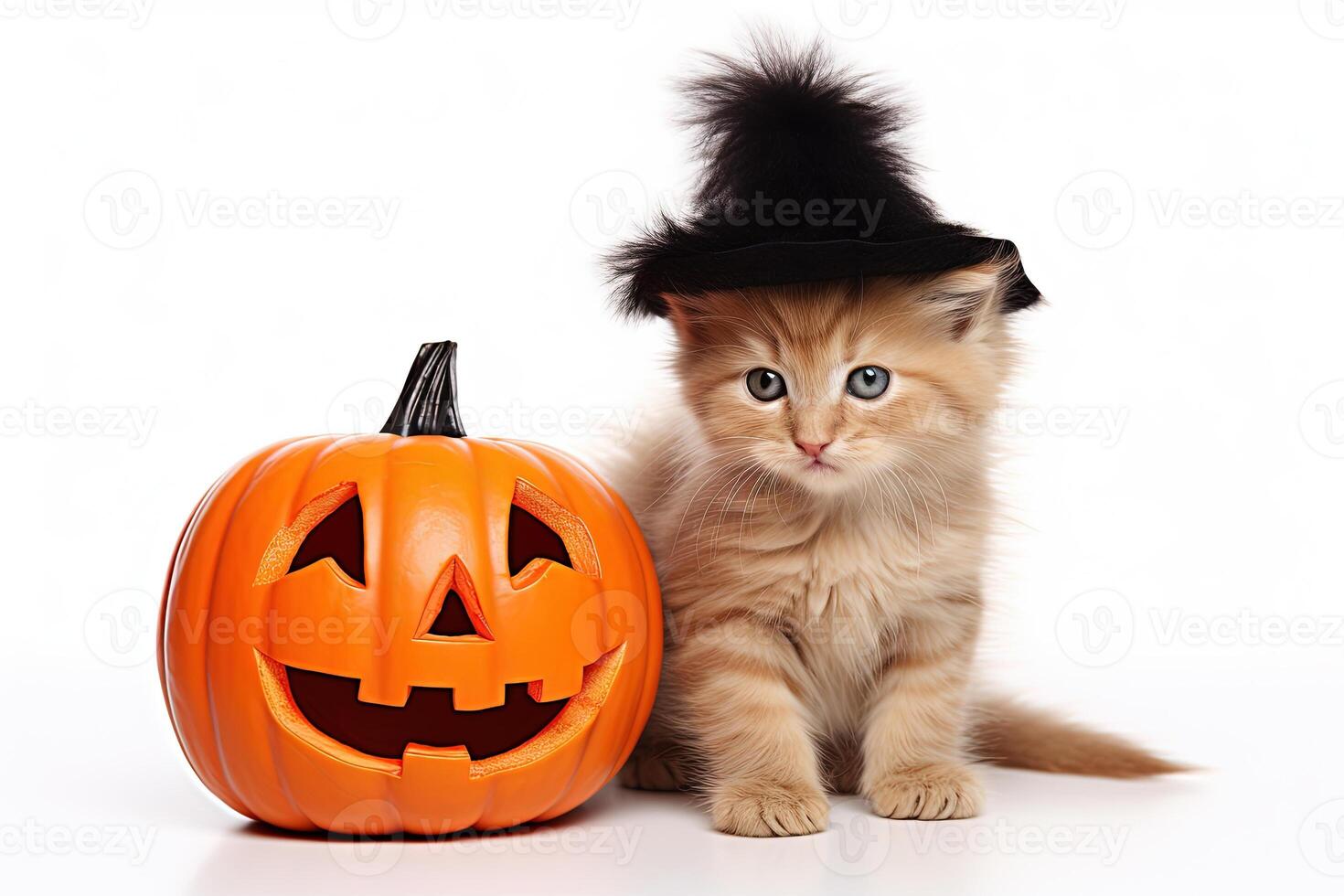 halloween ginger kitten and pumpkin on white background photo