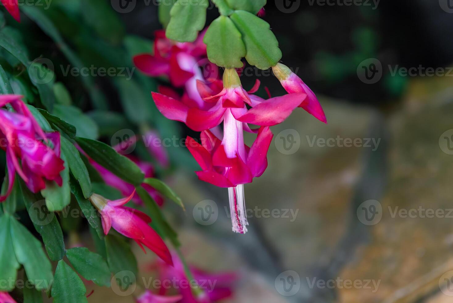 Schlumbergera buckleyi, also known as Christmas cactus, showcasing lush pink flowers and vibrant green foliage in a ceramic pot photo