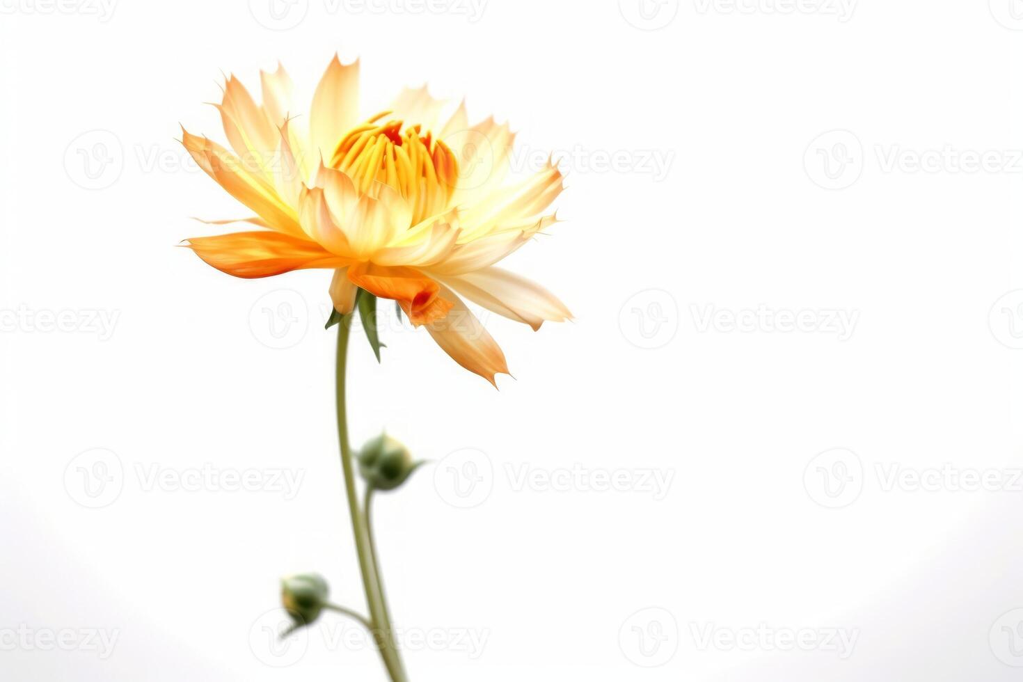 Yellow Flower Isolated on White Background. Symbol of Elegance, Dignity and Good Taste. Empty space for text on the left side of picture. photo