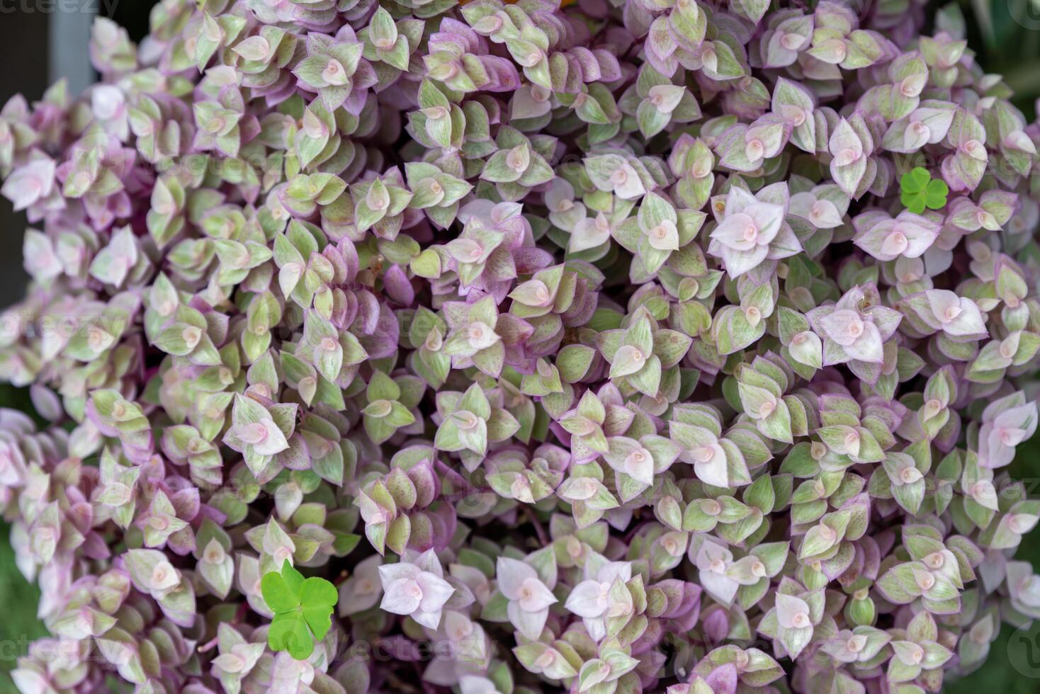 Close-up of Callisia Pink Panther with small pink and green variegated leaves, creating a vibrant, dense texture photo