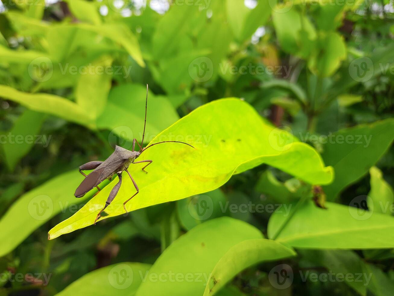 Close-Up of a Brown Bug on a Green Leaf photo