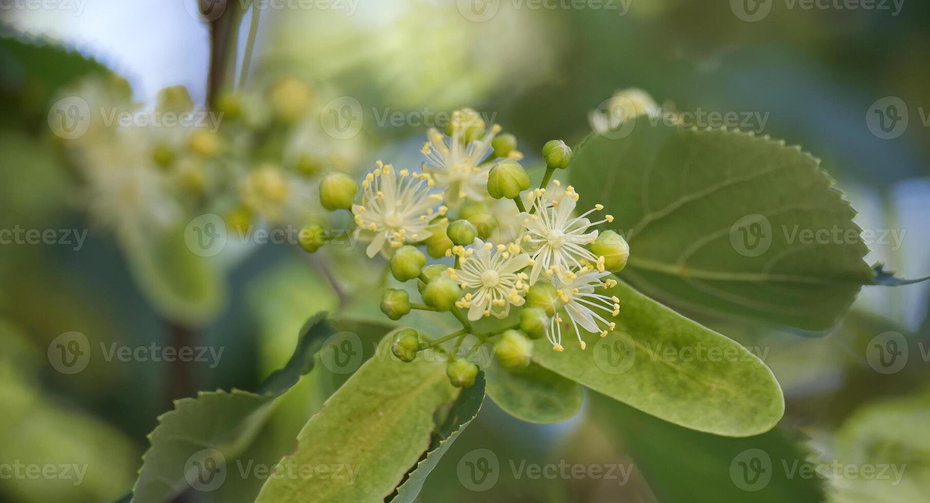 Tilia flowers blooming in spring showing their delicate beauty photo