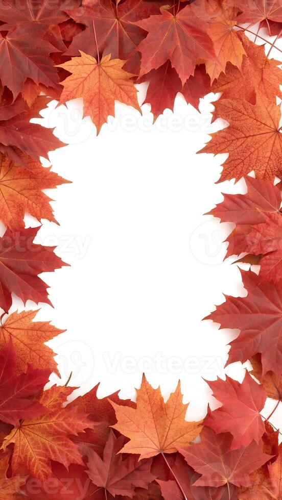 red maple leaves frame vertical photo
