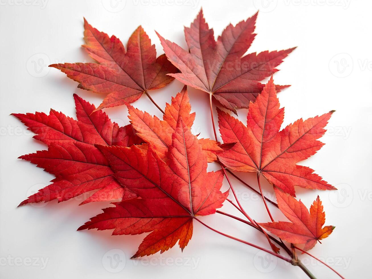 bunch autumn maple leaves on a white surface photo