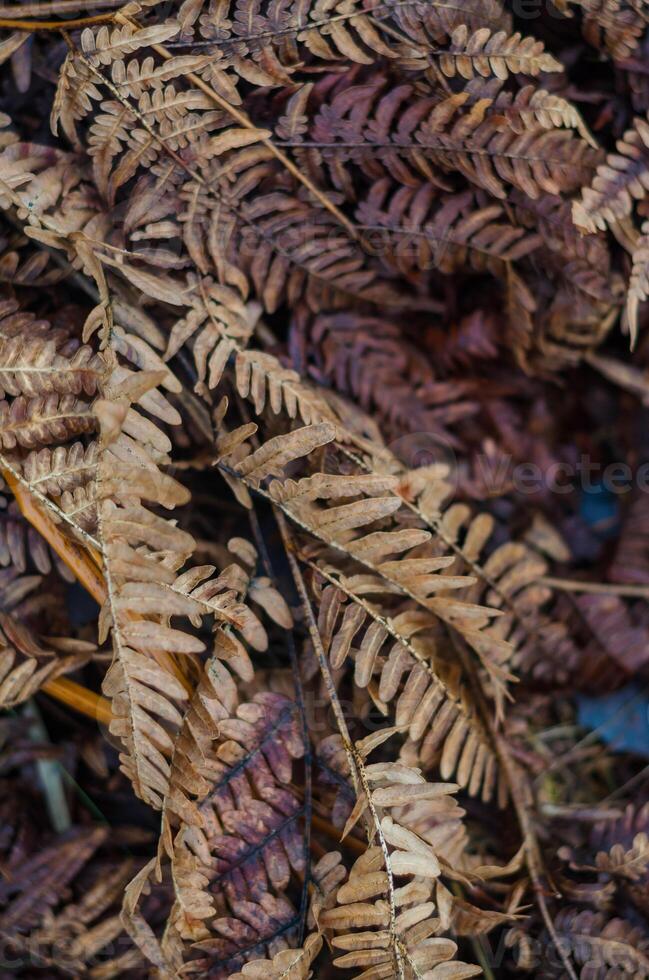 close-up of dry, brown fern fronds with intricate patterns and textures. High quality photo