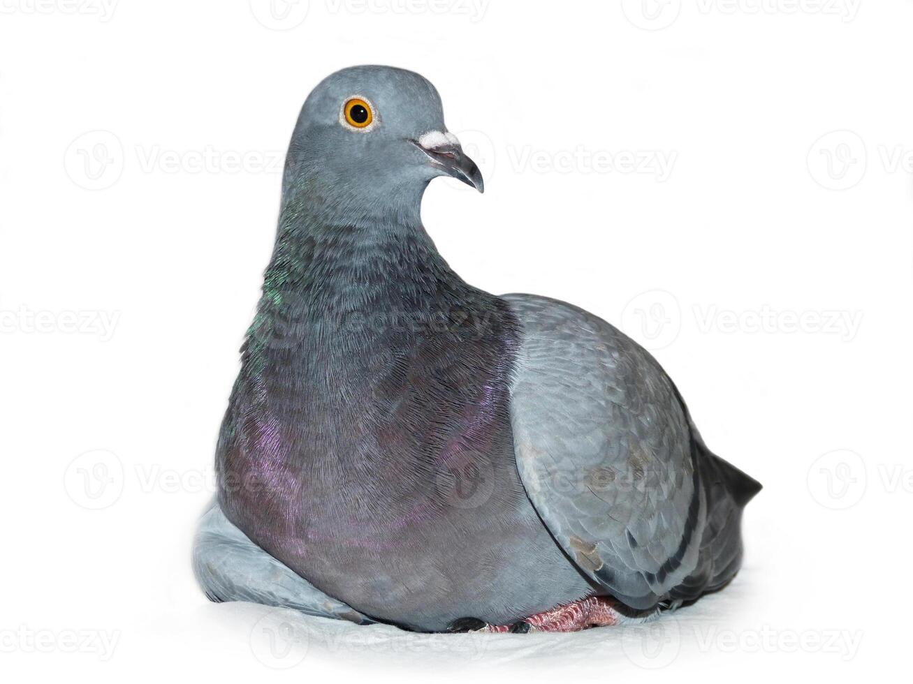 Grey Pigeon Dove photo
