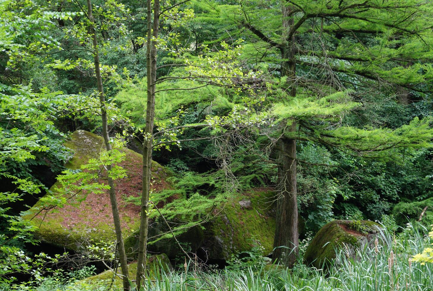 Magnificent forest, pines, trees, green grass photo