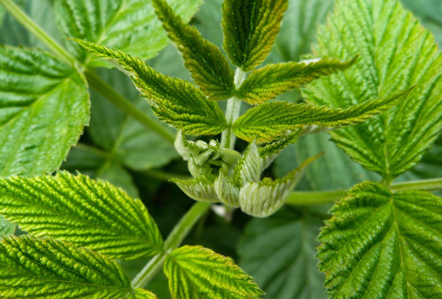 The emergence of new green leaves in spring photo