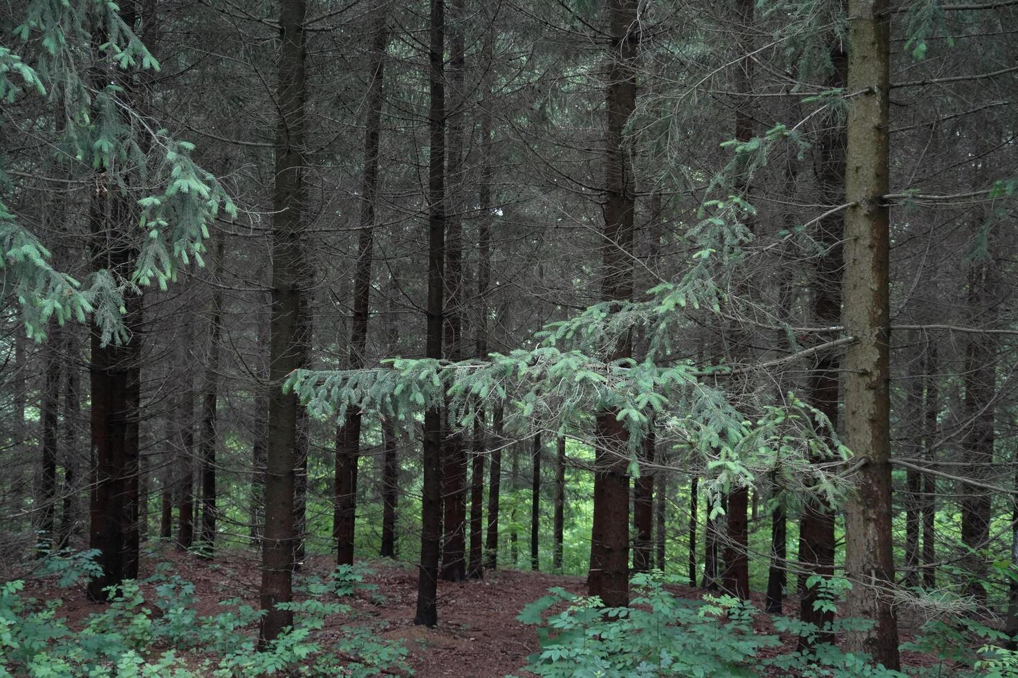 Pines In The Forest photo