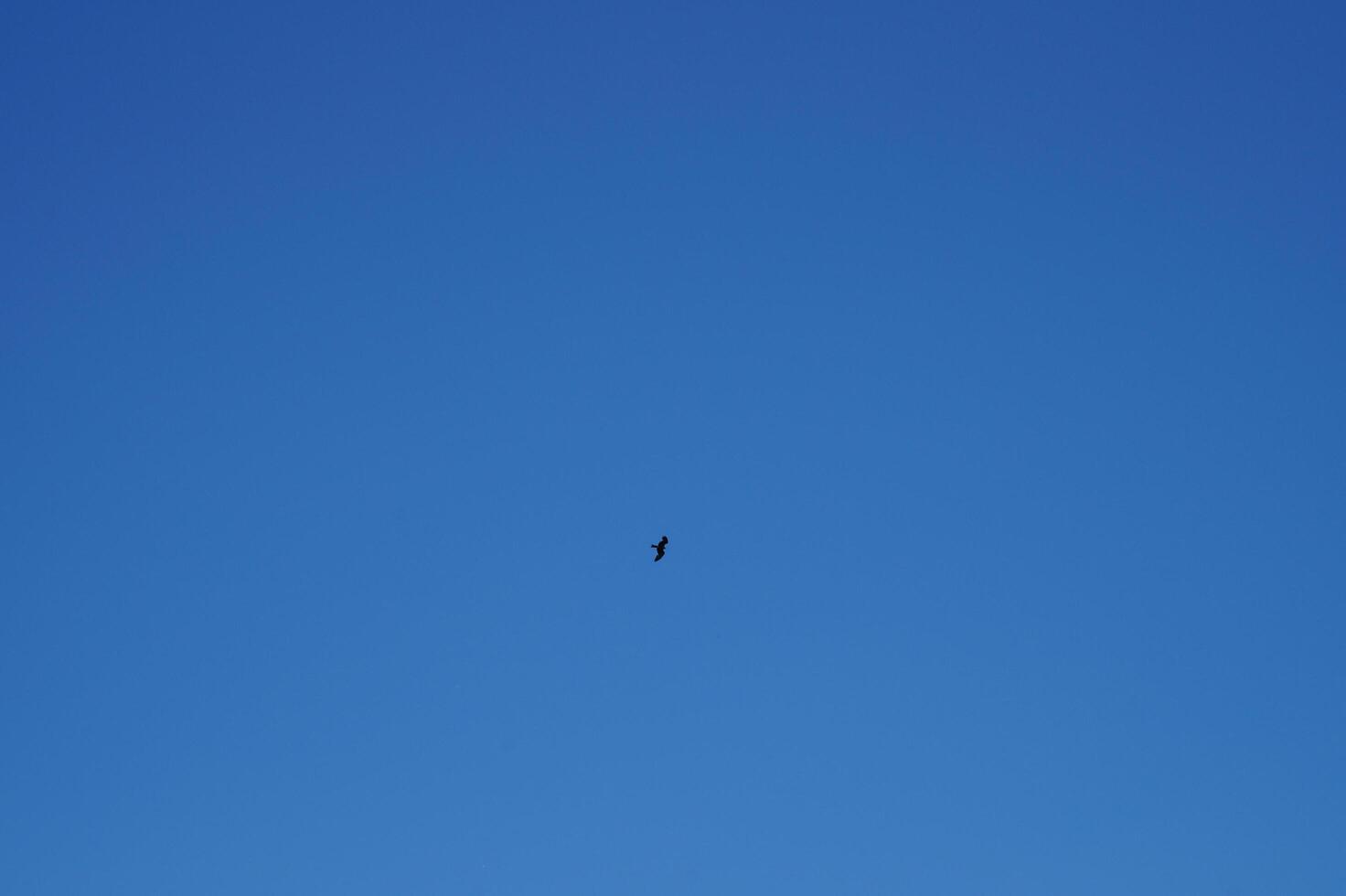 A bird flies high in the sky against a blue background photo