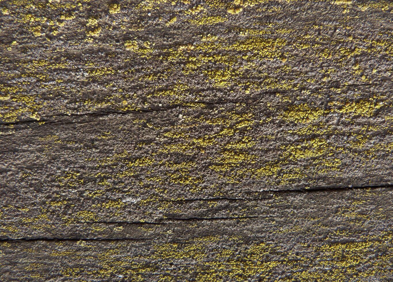 Mold On Old Wood Board photo