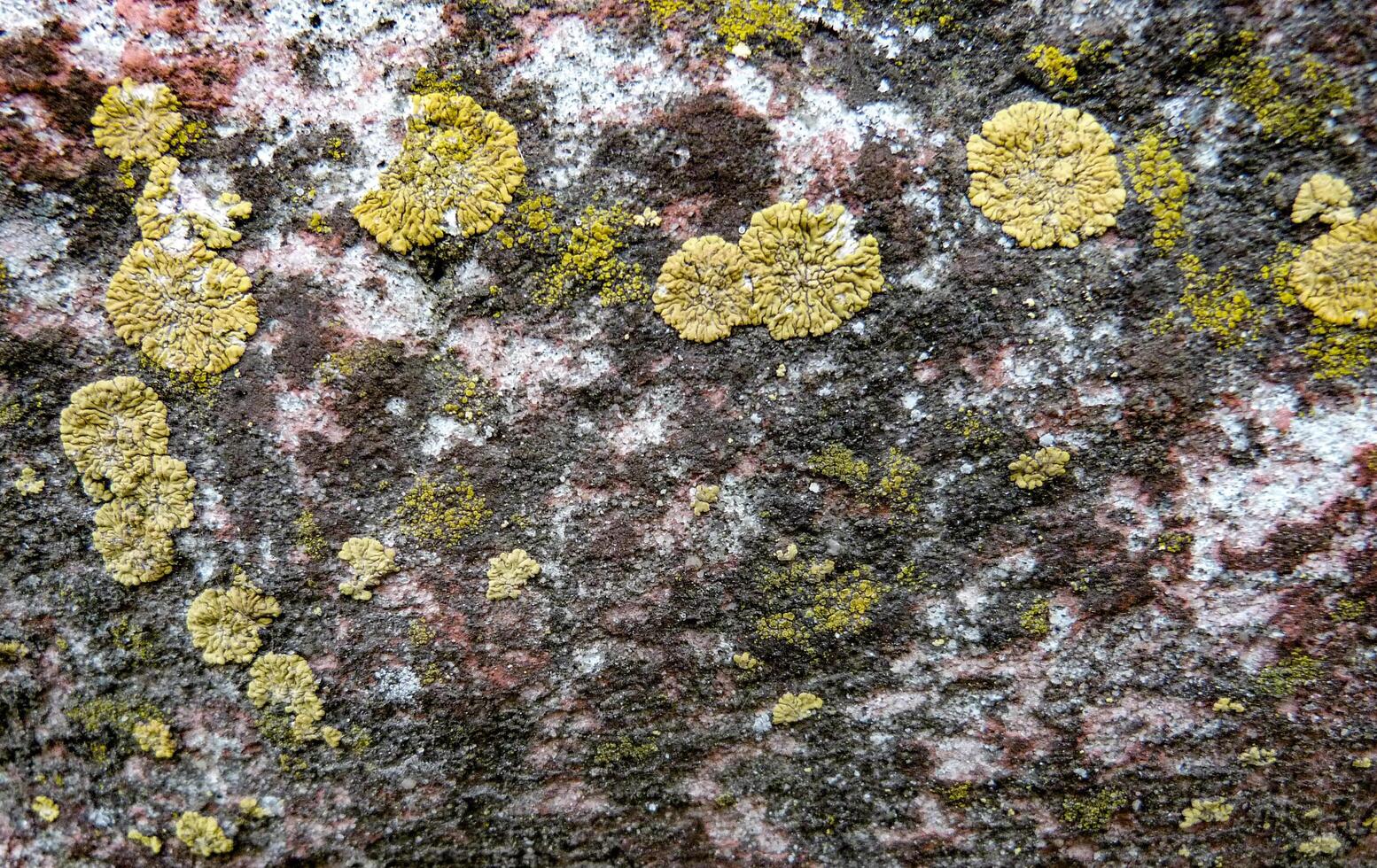 Stone Covered With Mold photo