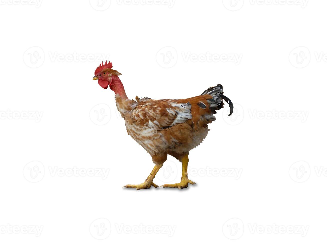 Rooster Chicken Bird photo