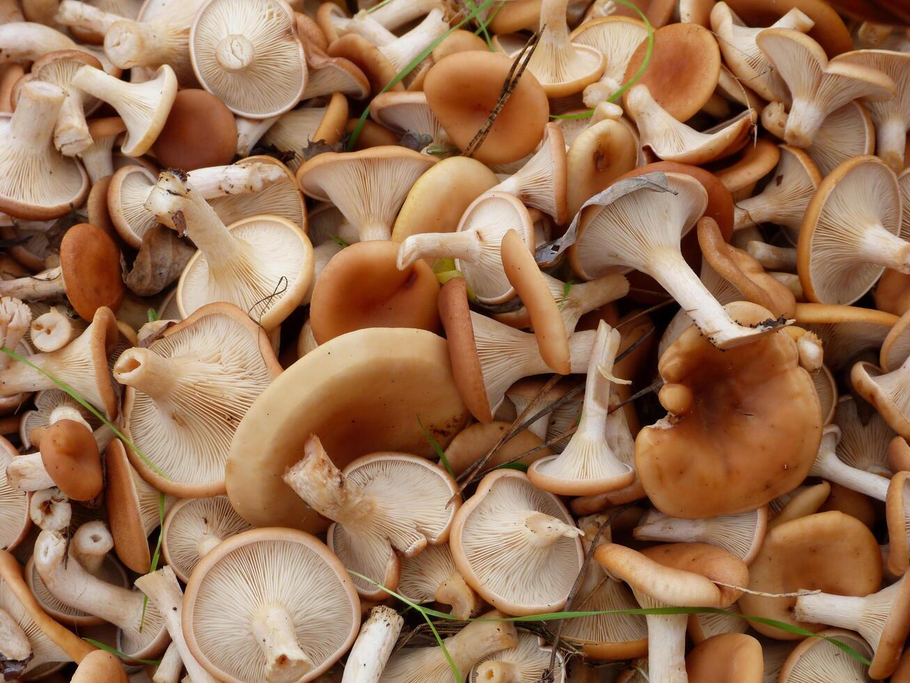 Chanterelle mushrooms collected in the forest photo