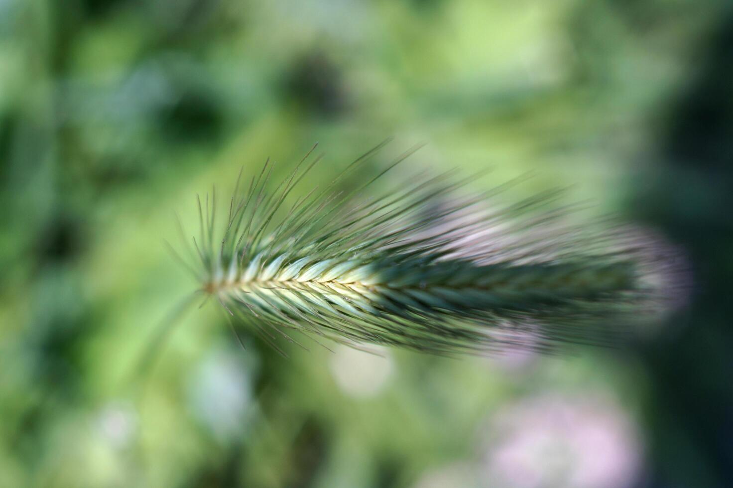 Green Colossus in the field photo