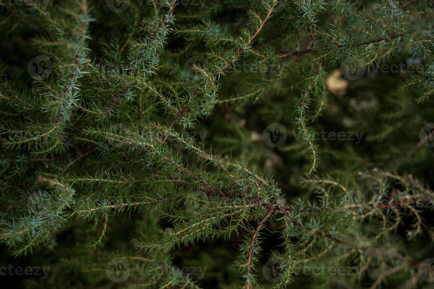 A tree in front of a palm tree. High quality photo, green branches of evergreen fir. small pine needles on branches. photo has horizontal orientation