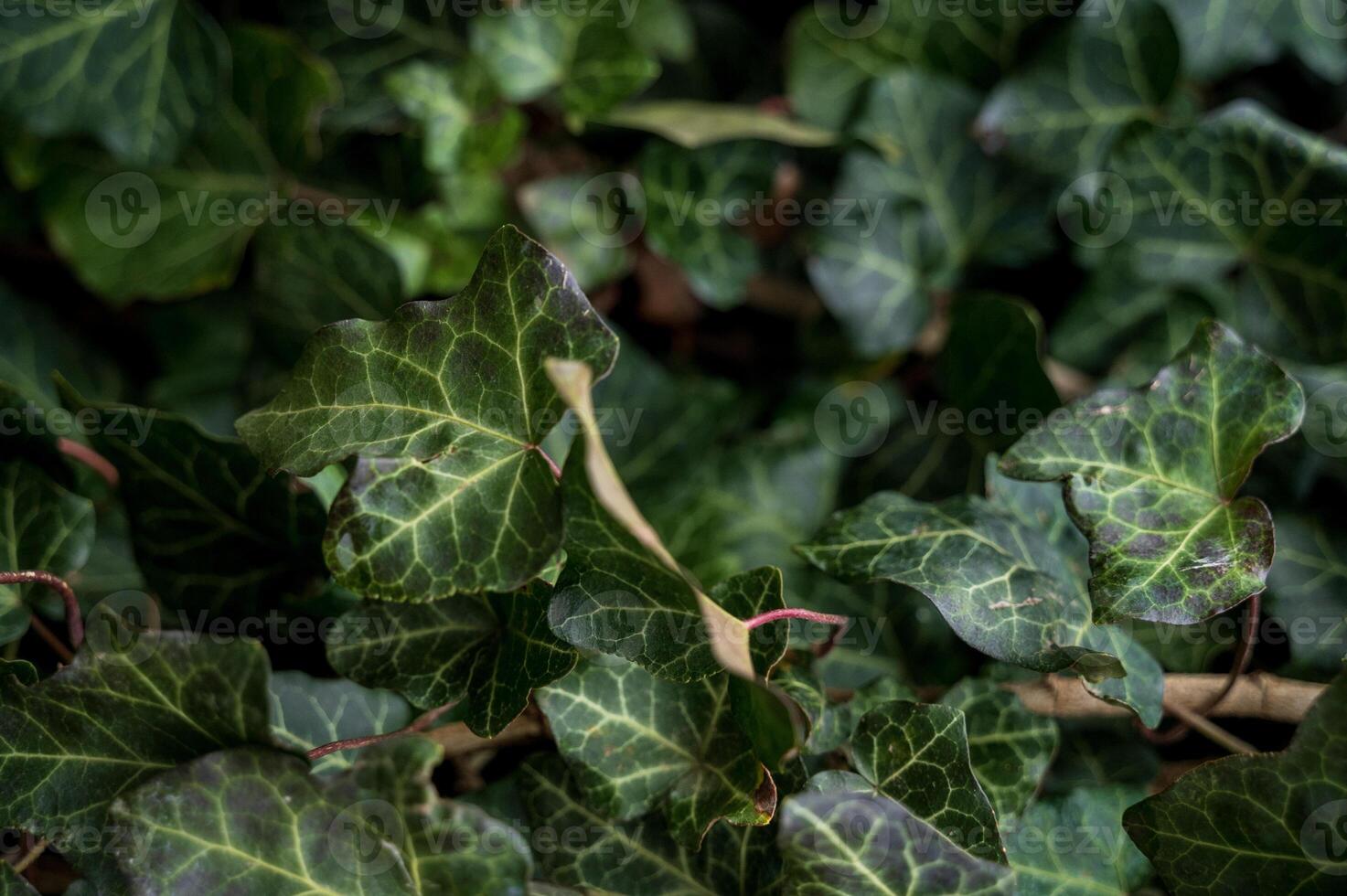 A close up of a green plant. Evergreen ivy completely covers the surface. The photo has a horizontal orientation A wall of green leaves and branches of evergreen ivy. Ivy leaves are shown close-up