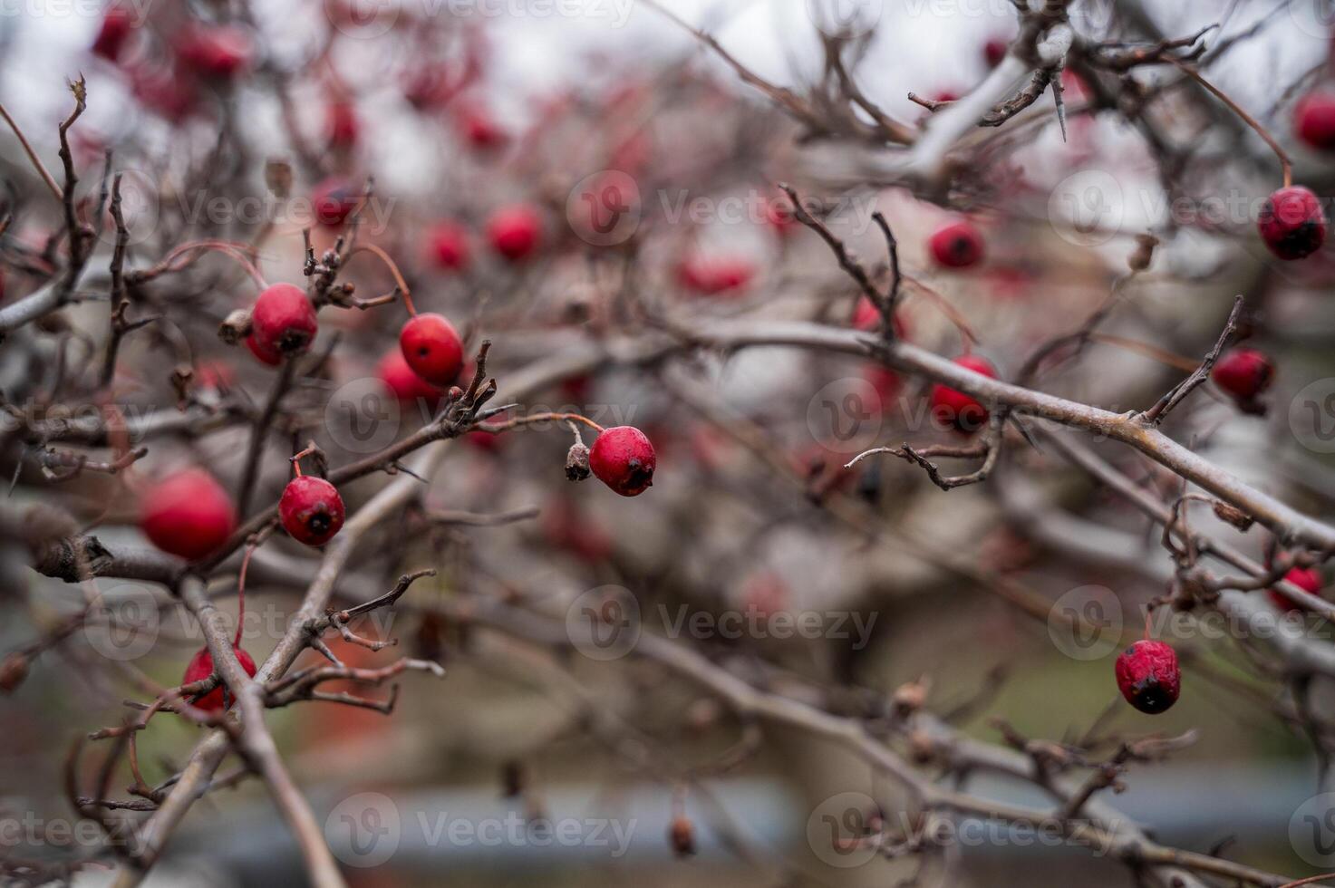 red hawthorn berries on a branch close-up. there are many ripe berries on the hawthorn branches, there are no leaves on the branches. photo