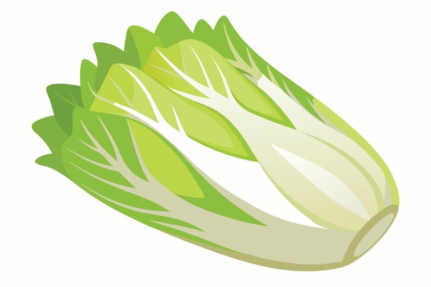 Fresh Bok Choy Vegetable, Perfect for Healthy Recipes vector