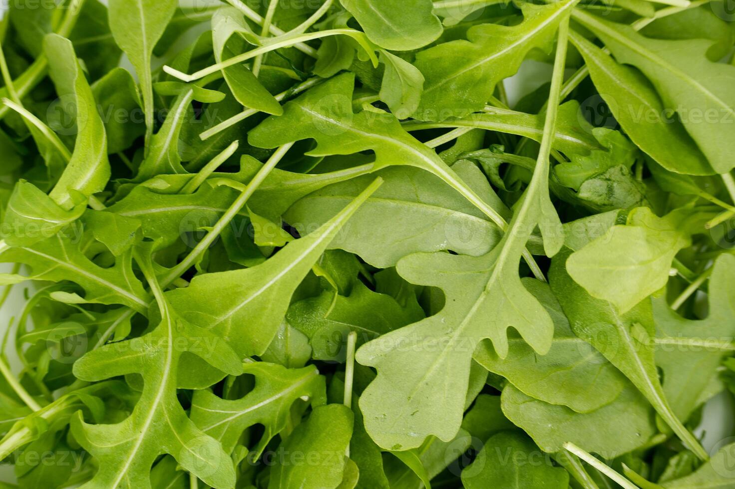 Fresh Green Arugula Leaves Perfect For Healthy Salads And Garnishes photo