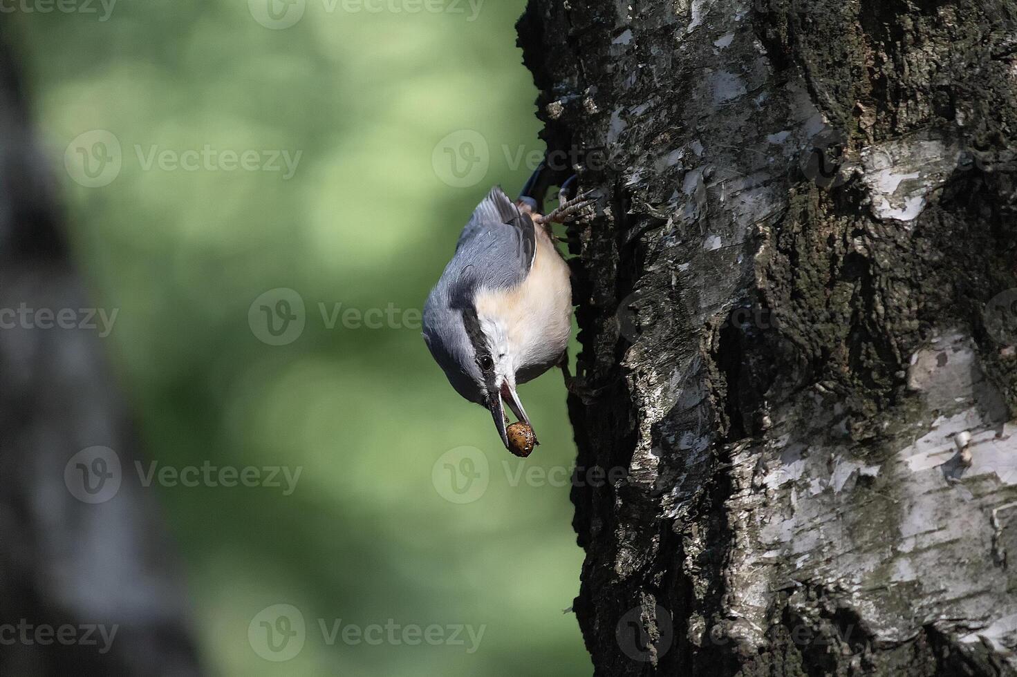Nuthatch perching on tree trunk catches insects photo