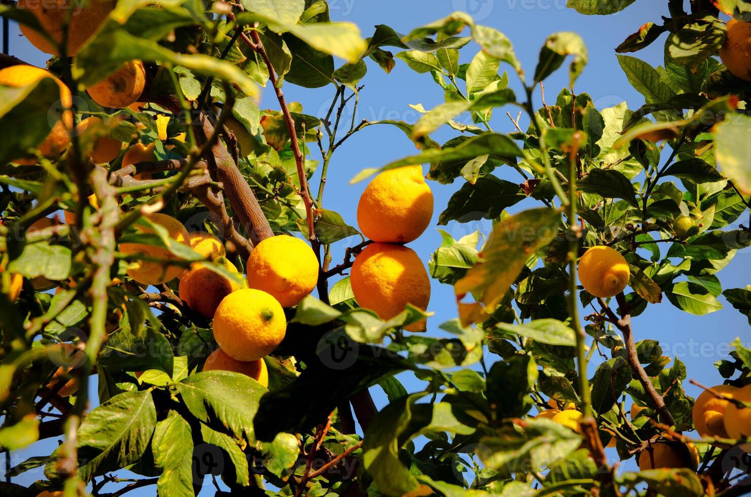 Fresh Lenon on a Lush Green Tree Vibrant Nature Photography photo